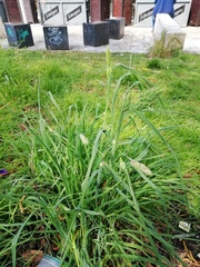 Dactylis glomerata
