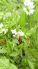Cardamine pratensis