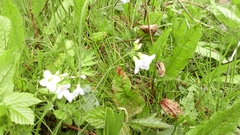 Cardamine pratensis