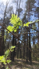 Sorbus aucuparia