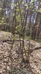 Sorbus aucuparia