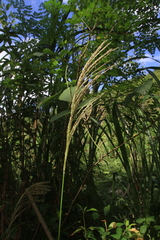 Digitaria insularis