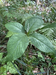 Chloranthus serratus