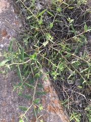 Mentzelia oligosperma