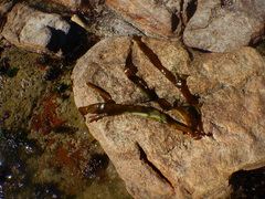 Desmarestia herbacea