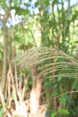 Digitaria insularis