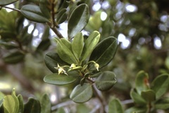 Ternstroemia