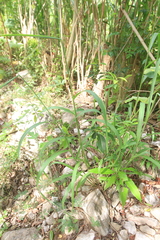 Digitaria insularis