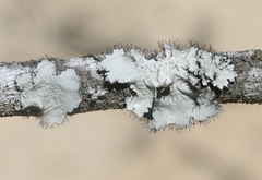 Parmotrema hypoleucinum