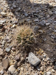 Coryphantha robustispina uncinata