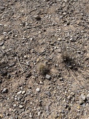 Coryphantha robustispina uncinata