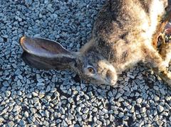 Lepus capensis capensis