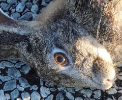 Lepus capensis capensis