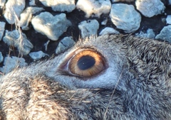 Lepus capensis capensis