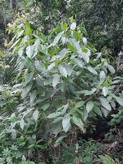 Lindackeria laurina