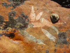 Desmarestia herbacea