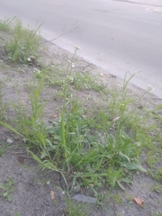 Capsella bursa-pastoris