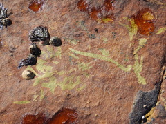 Desmarestia herbacea