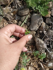 Euphorbia taurinensis