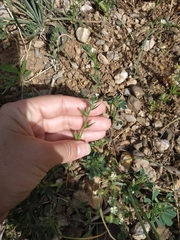 Euphorbia taurinensis