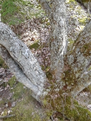 Betula pendula carelica