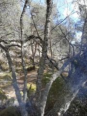 Betula pendula carelica