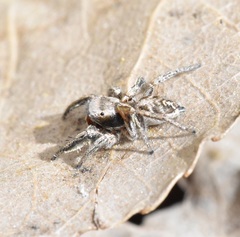 Habronattus cuspidatus