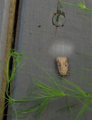 Agonopterix canadensis