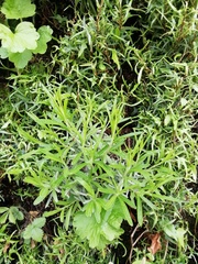 Lavandula angustifolia