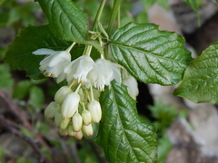 Staphylea colchica