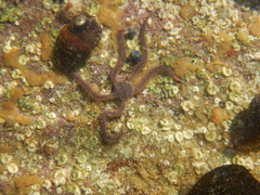 Amphiura capensis image