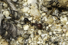 Ocymyrmex barbiger