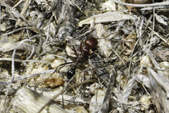 Ocymyrmex barbiger