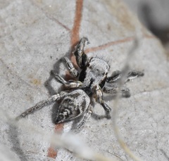 Habronattus cuspidatus
