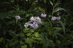 Hydrophyllum brownei