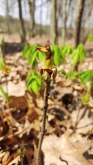 Aesculus hippocastanum
