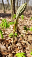 Aesculus hippocastanum