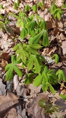 Aesculus hippocastanum