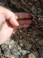 Galium verticillatum
