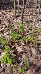 Aesculus hippocastanum