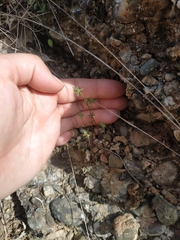 Galium verticillatum