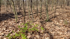 Aesculus hippocastanum