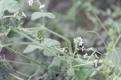 Echinopepon wrightii