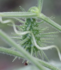 Echinopepon wrightii
