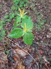 Trillium luteum