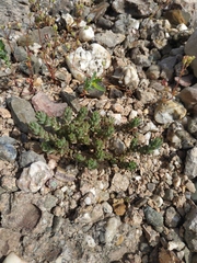 Sedum urvillei
