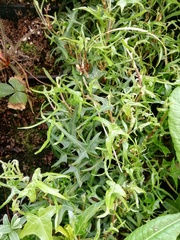 Hedera