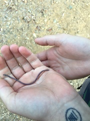 Indotyphlops braminus