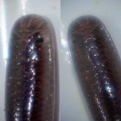 Indotyphlops braminus