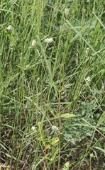 Gomphrena sonorae